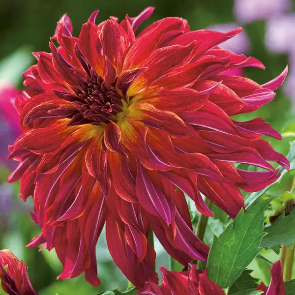 Dahlia Bangkok Dahlia Bangkok