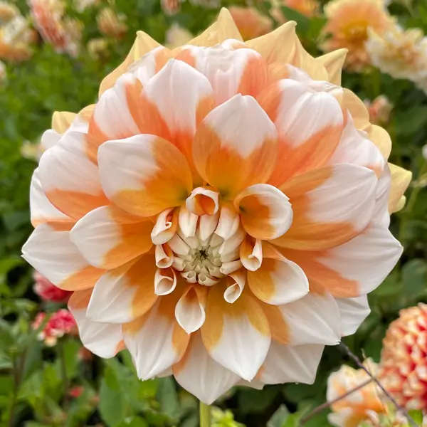 Dahlia Cornflake Dahlia Cornflake