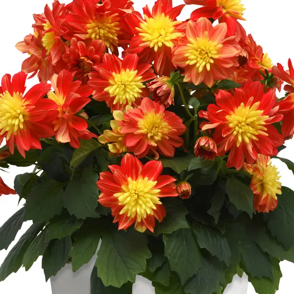 Dahlia Dalina Fireball Dahlia Dalina Fireball