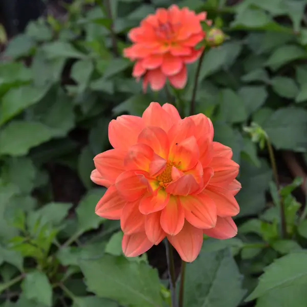 Dahlia Dalina Mango Dahlia Dalina Mango