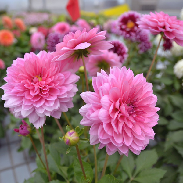 Dahlia Dalina Mendoza Dahlia Dalina Mendoza