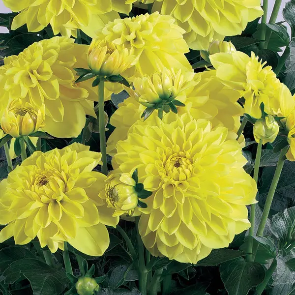 Dahlia Dalina Sonora Dahlia Dalina Sonora