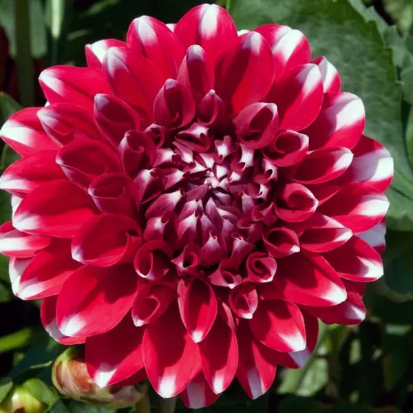 Dahlia Dalina Tampico Dahlia Dalina Tampico