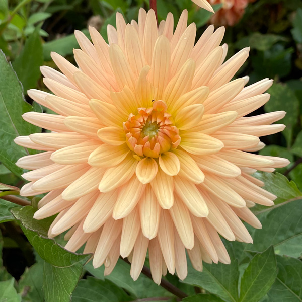 Dahlia Embrace Dahlia Embrace