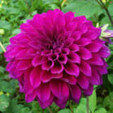 Dahlia Formby Empress