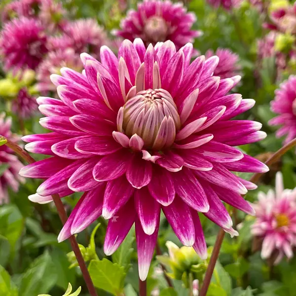 Dahlia Fracap Dahlia Fracap