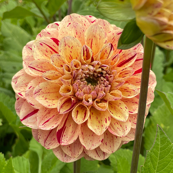 Dahlia Homicide Dahlia Homicide