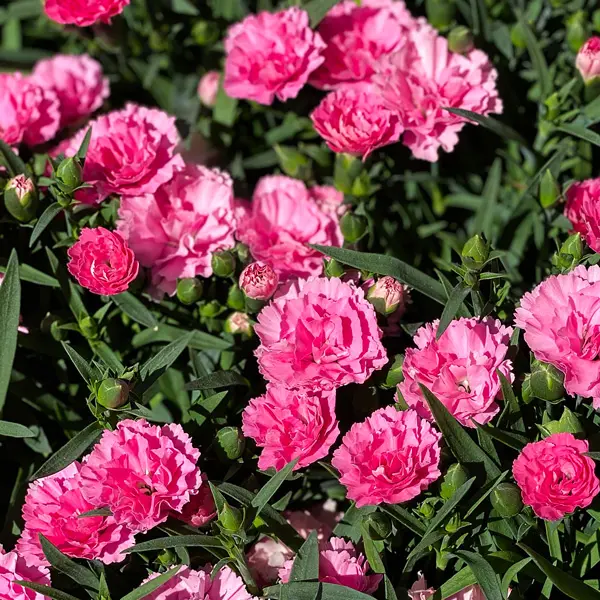 Dianthus Rose Joy 50mm Dianthus Rose Joy 50mm