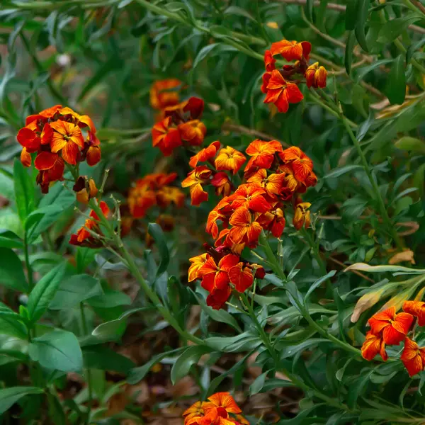Erysimum Fire King