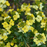 Erysimum Primrose Beauty Erysimum Primrose Beauty