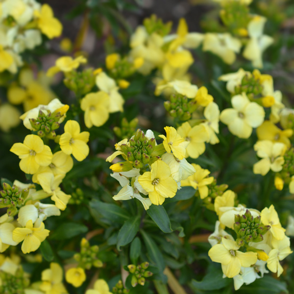 Erysimum Primrose Beauty Erysimum Primrose Beauty
