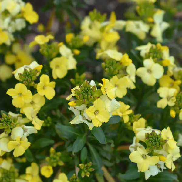 Erysimum Primrose Beauty Erysimum Primrose Beauty