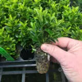 Hedging Pack – Euonymus Green Rocket Hedging Pack – Euonymus Green Rocket