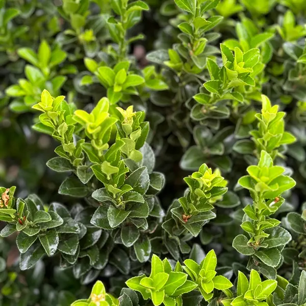 Euonymus Green Rocket Euonymus Green Rocket