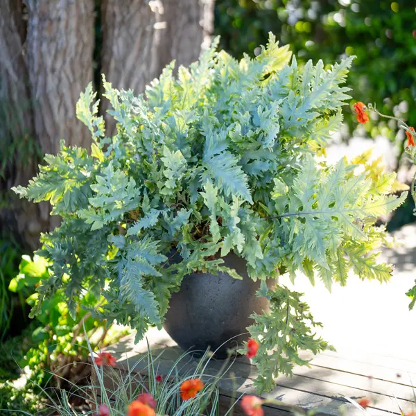 Fern- Phlebodium Davana (Pbr)