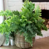 Fern Phlebodium Davana P12phldav - Garden Express Australia