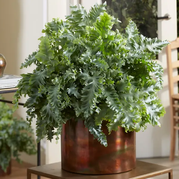 Fern- Phlebodium Davana (Pbr)