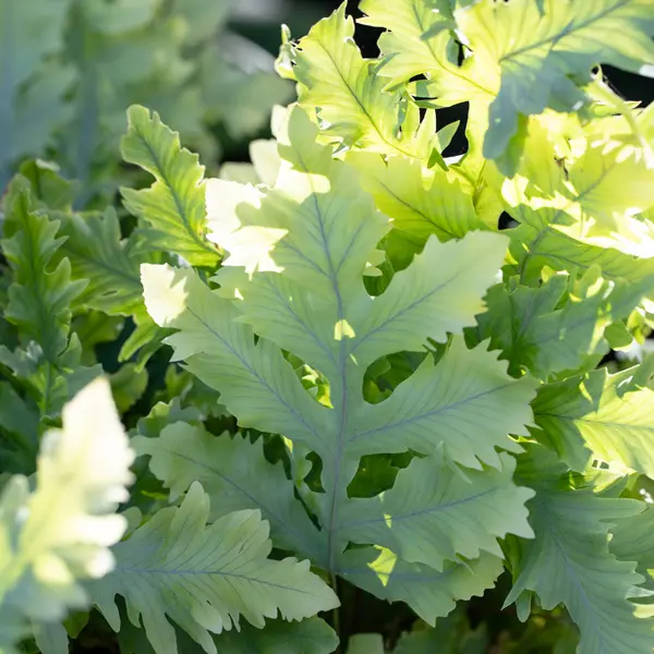 Fern- Phlebodium Davana (Pbr)