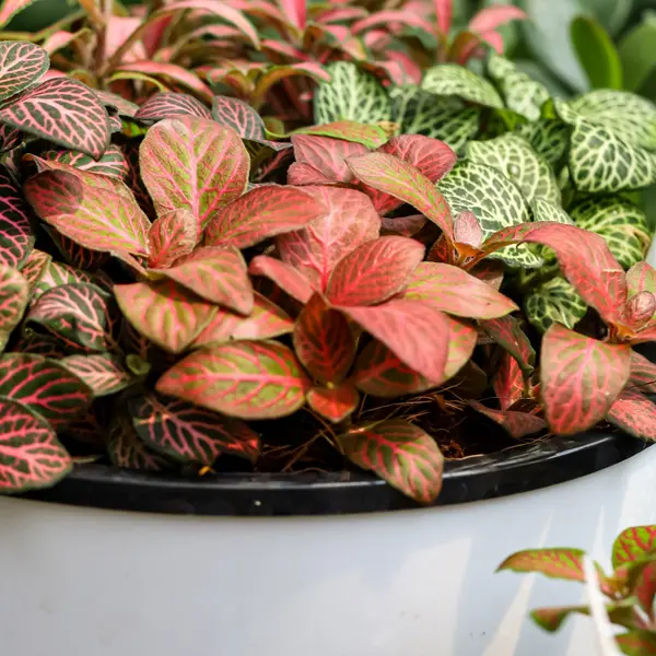 Fittonia Orange Fittonia Orange