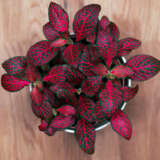 Fittonia Red Fittonia Red