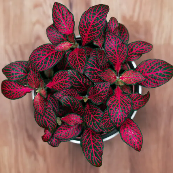 Fittonia Red Fittonia Red