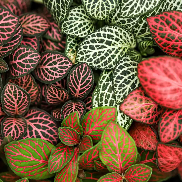 Fittonia Pink Fittonia Pink
