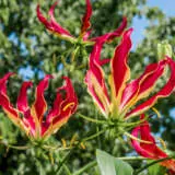 Gloriosa Lily Pkglolil - Garden Express Australia