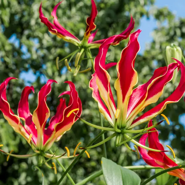 Gloriosa Lily Gloriosa Lily
