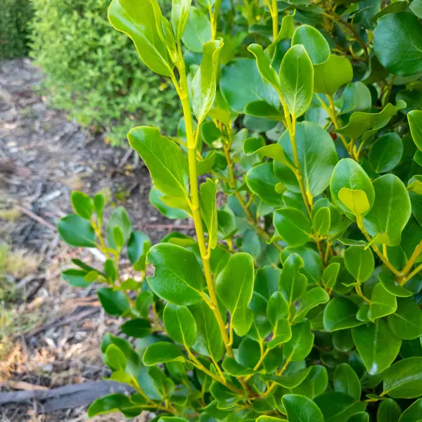 Griselinia Littoralis Griselinia Littoralis