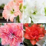 Hippeastrum Double Collection 2 2025 Colhipdc1 - Garden Express Australia