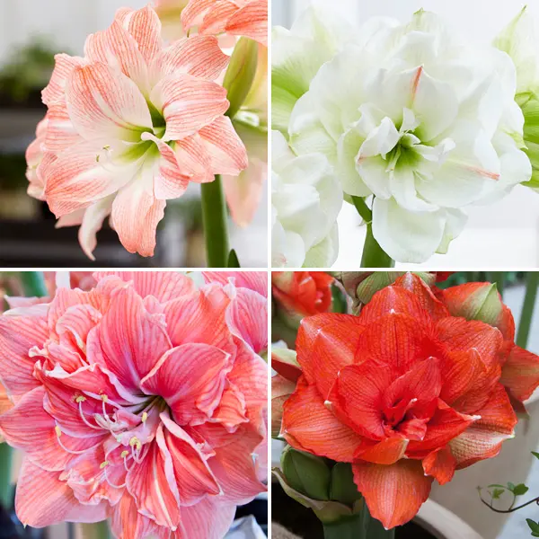 Hippeastrum Double Collection 2 Hippeastrum Double Collection 2