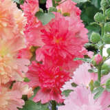 Hollyhock Spring Celebrities Rose Hollyhock Spring Celebrities Rose