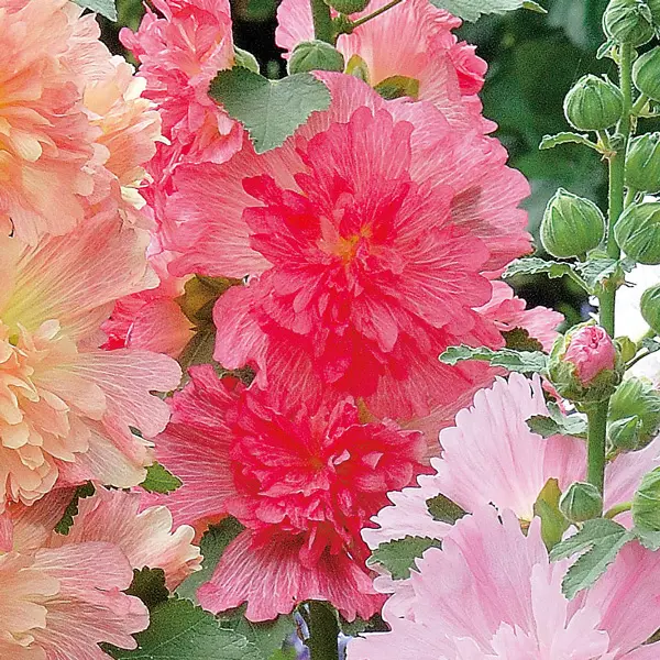 Hollyhock Spring Celebrities Rose Hollyhock Spring Celebrities Rose