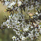 Leptospermum Copper Glow