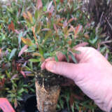 Hedging Pack – Leptospermum Copper Glow