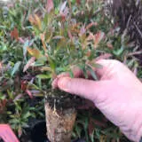 Hedging Pack – Leptospermum Copper Glow Hedging Pack – Leptospermum Copper Glow