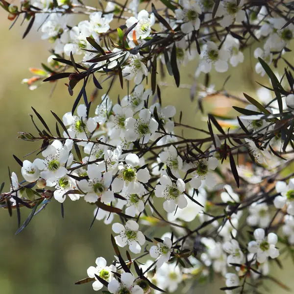 Leptospermum Copper Glow Leptospermum Copper Glow