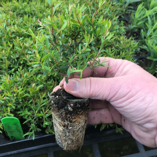Hedging Pack – Leptospermum Little Bun Hedging Pack – Leptospermum Little Bun