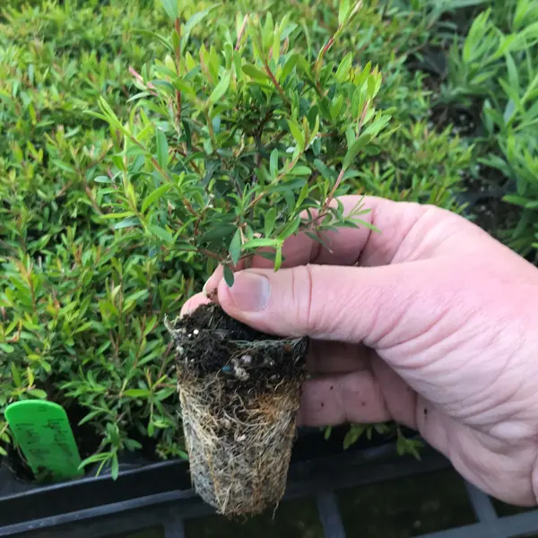 Hedging Pack – Leptospermum Little Bun Hedging Pack – Leptospermum Little Bun