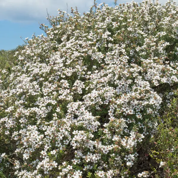 Hedging Pack – Leptospermum Little Bun Hedging Pack – Leptospermum Little Bun