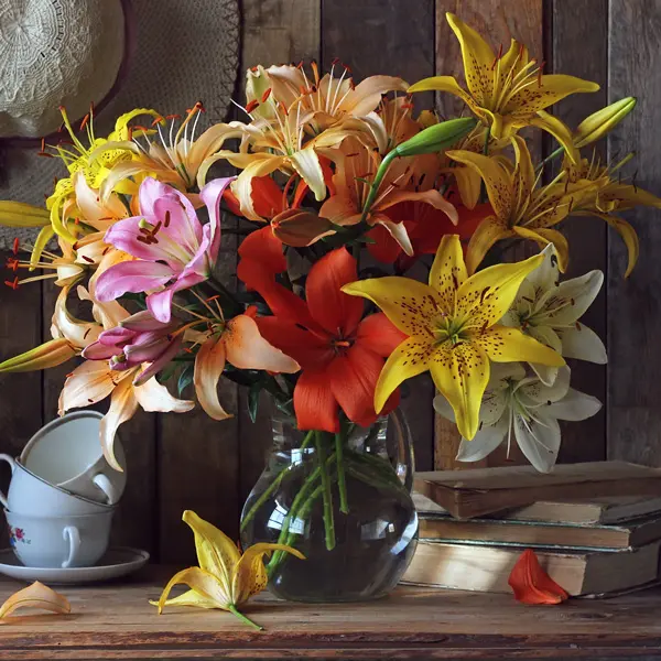 Lilium Mixed Offer Lilium Mixed Offer