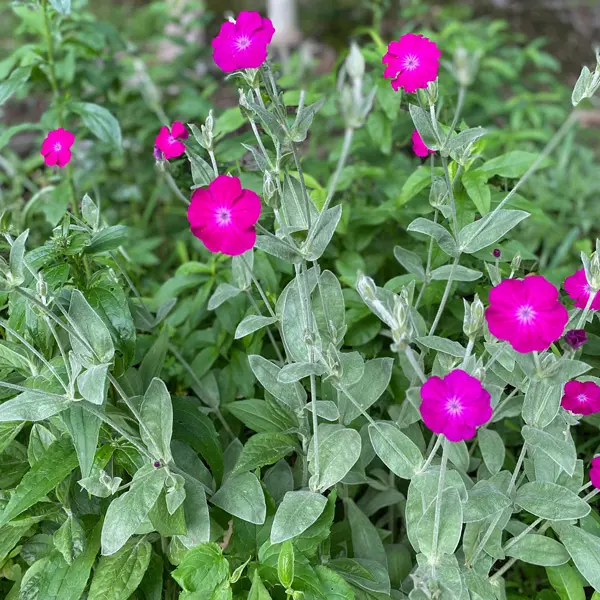 Lychnis Rose Campion Lychnis Rose Campion