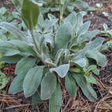Lychnis Rose Campion Lychnis Rose Campion