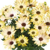 Osteospermum Margarita Lemon Lplostmle - Garden Express Australia