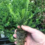 Hedging Pack – Ozothamnus Radiance Hedging Pack – Ozothamnus Radiance