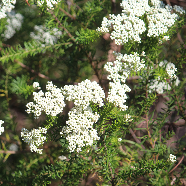 Hedging Pack – Ozothamnus Radiance Hedging Pack – Ozothamnus Radiance