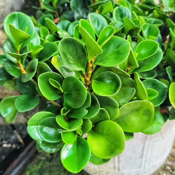 Peperomia Jade 125mm Peperomia Jade 125mm