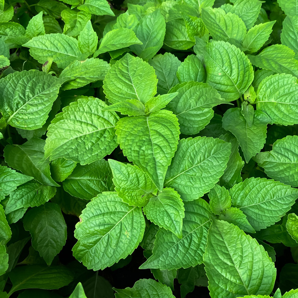 Perennial Basil Perennial Basil