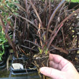 Hedging Pack – Phormium Anna Red Hedging Pack – Phormium Anna Red