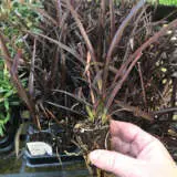 Hedging Pack – Phormium Anna Red Hedging Pack – Phormium Anna Red